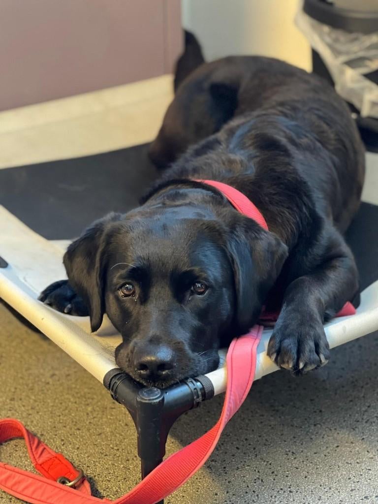 Prachtige labrador x golden retiever pups, Parvo, 8 tot 15 weken, Labrador retriever, Meerdere