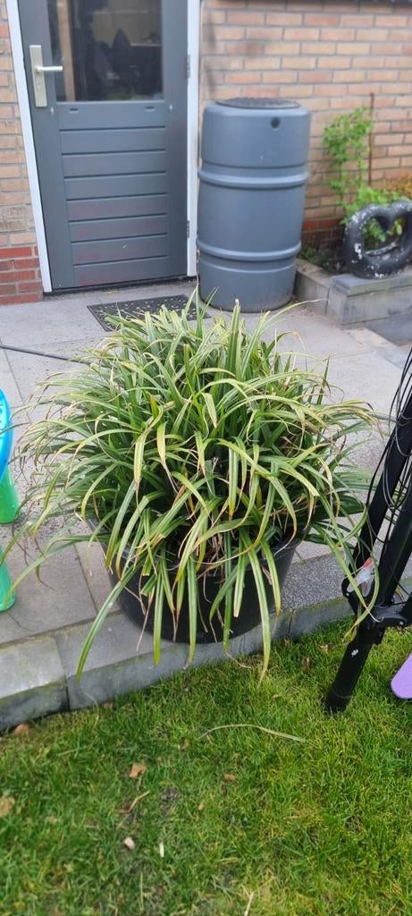 2x Japanse zegge, Tuin en Terras, Planten | Tuinplanten, Vaste plant, Halfschaduw, Lente, Ophalen