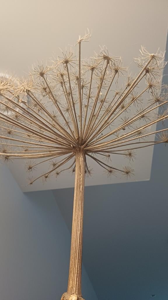 Grote Berenklauw (2 stuks) - Decoratieve Gedroogde Bloemen, Ophalen, Overige materialen, Overige kleuren, Zo goed als nieuw