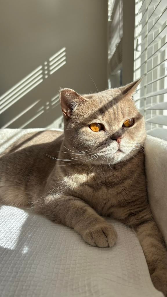 Britse Korthaar (4 jaar), Poes, Gechipt, 3 tot 5 jaar