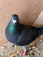 Post duiven, Meerdere dieren, Postduif