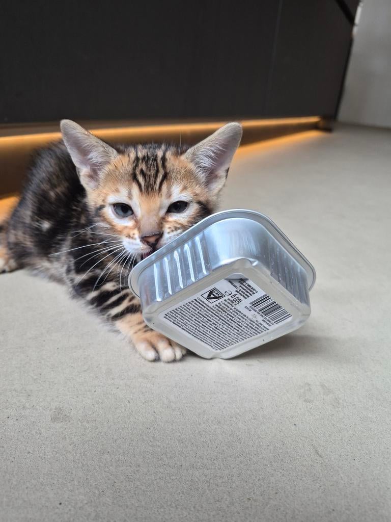 Bengaal kitten (poesje) mag verhuizen..., Poes, Ontwormd