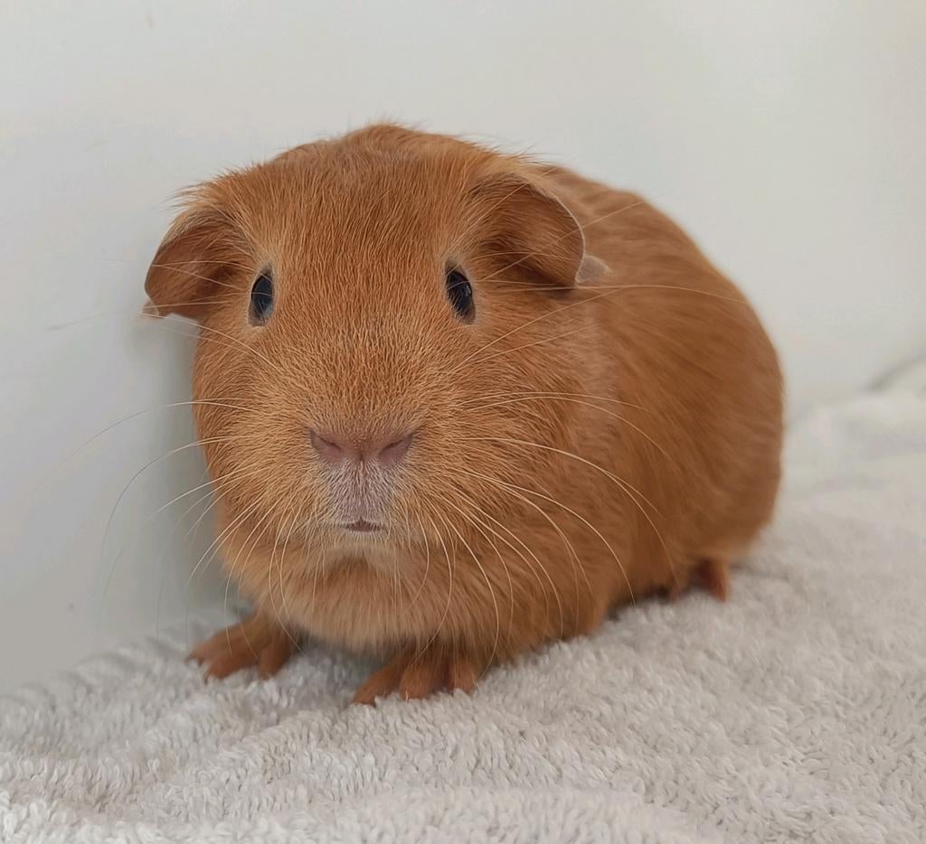 Mooie jonge cavia, Dieren en Toebehoren, Knaagdieren, April, Mannelijk, Cavia