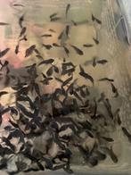 Baby Zebra chicliden for sale or for trade, Overige soorten