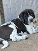 FCI Alabai pups met stamboom – Super Sociaal & Zelfverzekerd, Dieren en Toebehoren, Fokker | Hobbymatig, 8 tot 15 weken, Buitenland