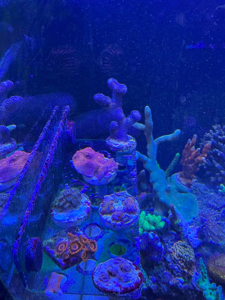 Montipora buttons stylophora stekken koraal, Ophalen of Verzenden, Nieuw, Gevuld zeewateraquarium