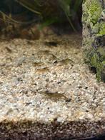 Neoncaridina garnalen, Kreeft, Krab of Garnaal, Zoetwatervis
