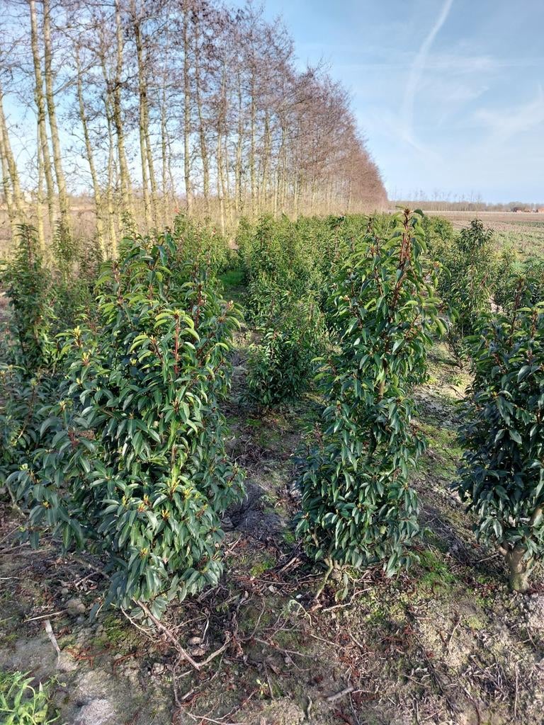 Prunus Portugese laurier 120/140  € 12.50, Ophalen of Verzenden, Laurier, 100 tot 250 cm