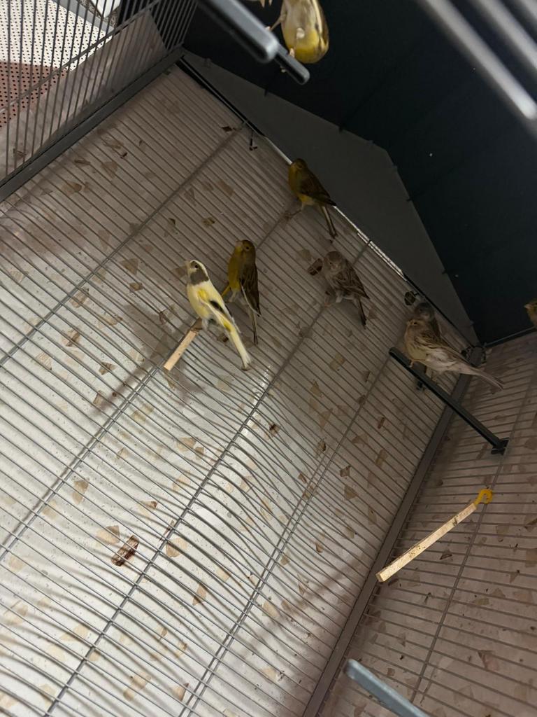 10 Kanaries te koop (mannen & vrouwen), Dieren en Toebehoren, Vogels | Kanaries, Meerdere dieren, Kleurkanarie