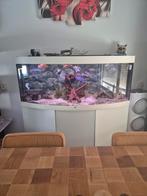 1.50 m aquarium met vissen en toebehoren, Ophalen, Zo goed als nieuw, Gevuld zoetwateraquarium