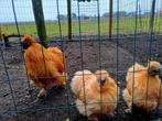 Zijdehoenders hennen + haan, Dieren en Toebehoren, Pluimvee, Meerdere dieren, Kip