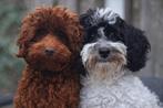 Australian Labradoodle mini 🐾💘, Parvo, Overige rassen, 8 tot 15 weken, Meerdere