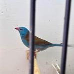 Blauwkop fazantje Man, Dieren en Toebehoren, Mannelijk, Tropenvogel, Geringd