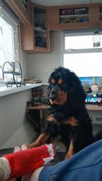 Ter dekking aangeboden lieve cocker spaniel black and tan, Reu, Parvo, Eén hond, 3 tot 5 jaar