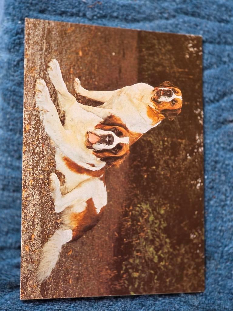 Vintage Ansichtkaart: Twee Lieve Sint-Bernard Honden, Ophalen of Verzenden