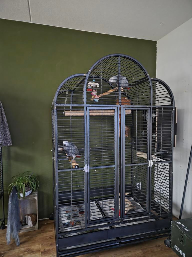 Koppel grijze roodstaart, Meerdere dieren, Papegaai, Tam