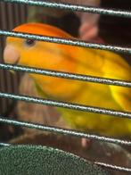 2 lieve dwergpapegaaien 1albino en1 heel mooie blauwe, Dieren en Toebehoren, Vrouwelijk, Dwergpapegaai of Agapornis, Geringd