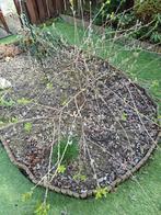 Salix boom, Ophalen, Overige soorten, Volle zon