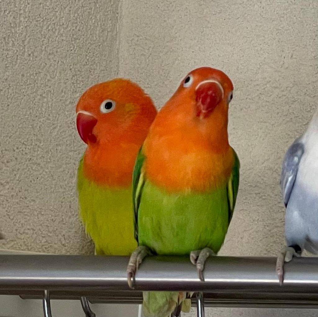Prachtige Lieve Jonge en Hand Tamme Agapornis Dwergpapegaai, Meerdere dieren, Papegaai, Geringd