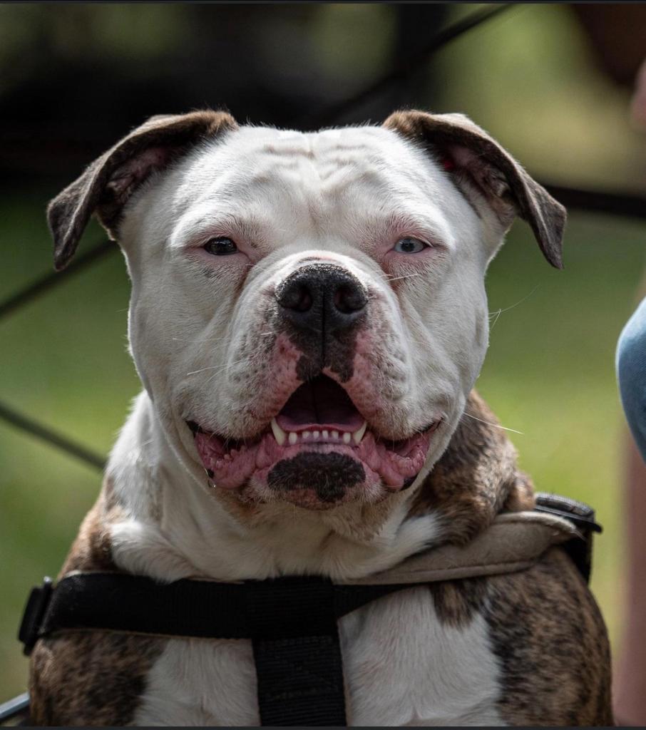 Amiricaanse bulldog, Teef, Parvo, Eén hond, 3 tot 5 jaar