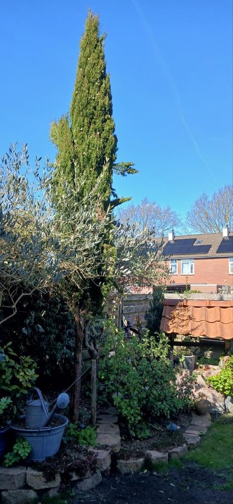 Cipres Hoogte 4.50m, Bloeit niet, Overige soorten, 400 cm of meer, Ophalen
