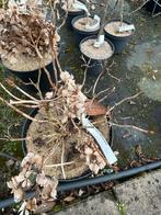 Hortensia 'Black Steel Zambia' in 10 liter pot, Vaste plant, Halfschaduw, Zomer, Ophalen