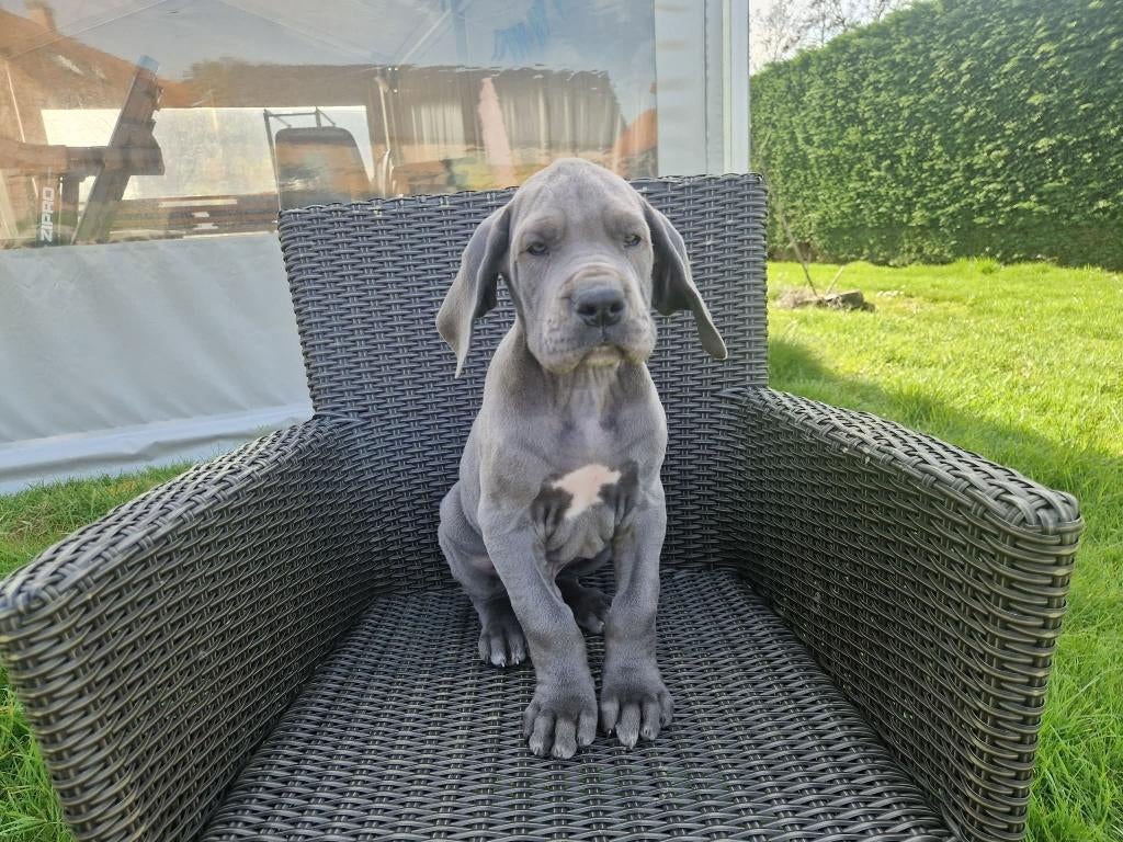 duitse dog pups blauw, Parvo, Nederland, 8 tot 15 weken, Meerdere