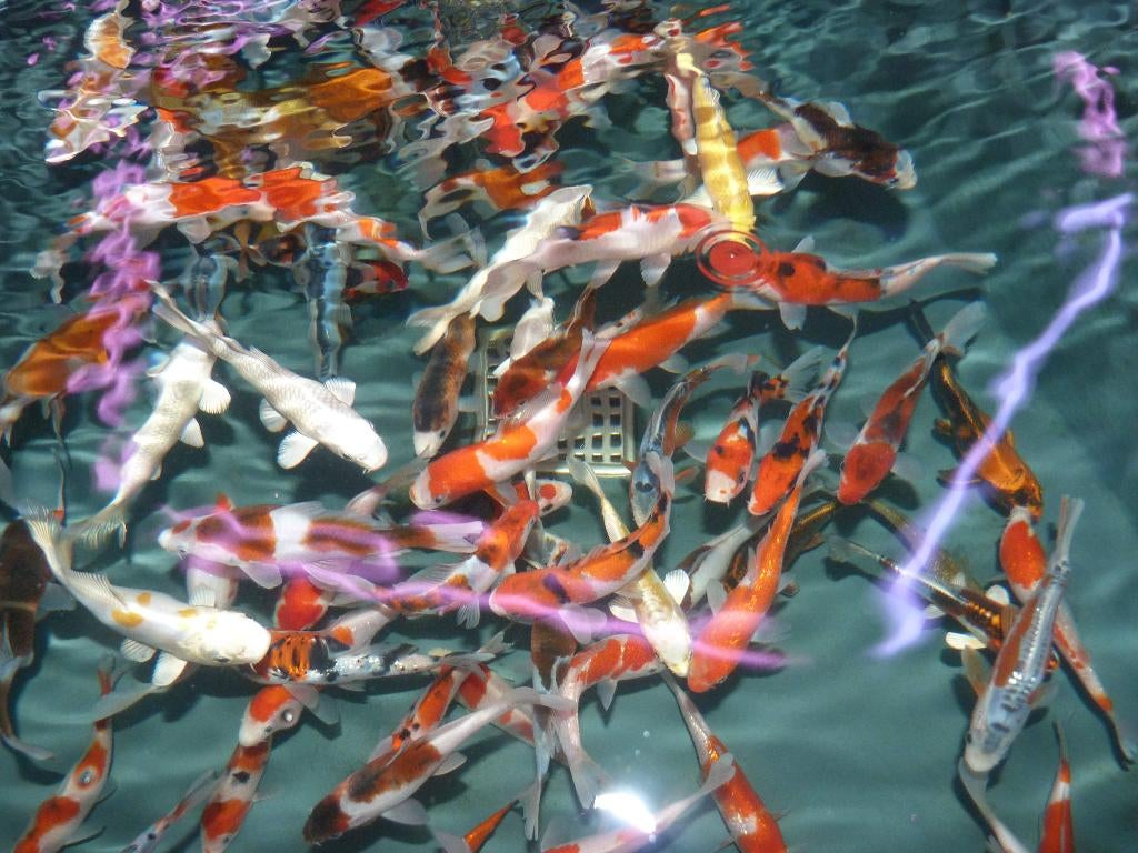 HQ Import koi 12 / 15 cm bij Koidream in Valburg, Dieren en Toebehoren, Vissen | Vijvervissen, Karper of Koi