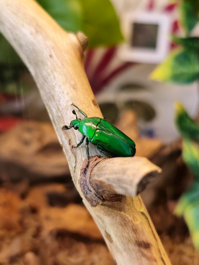 Chlorocala Africana Africana kevers, Dieren en Toebehoren, Insecten en Spinnen, Overige soorten