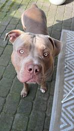American Bully XL reu ABKC, Reu, 1 tot 2 jaar, Parvo, Bulldog