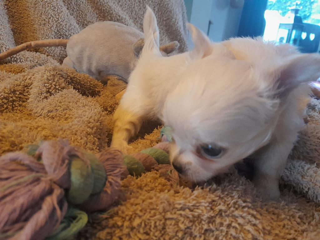 Chihuahua pups mini  mogen bijna verhuizen, Dieren en Toebehoren, Parvo, 8 tot 15 weken, Meerdere, Meerdere dieren