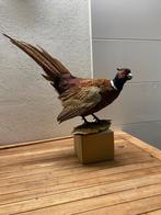 Prachtige opgezette Bosfazant - Decoratief en uniek, Ophalen of Verzenden, Gebruikt, Vogel, Opgezet dier