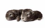 Twee jonge Ch teddy beertjes - choco zilvervos, Dieren en Toebehoren, Cavia, Februari, Mannelijk, Tam