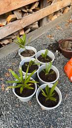 Stekje  palm, Ophalen, Bloeit niet, Overige soorten, Volle zon