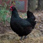 Gevraagd australorp hennen, Dieren en Toebehoren, Pluimvee, Vrouwelijk, Kip