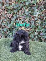 Te koop mooie speelse boomer pups, Parvo, Overige rassen, 8 tot 15 weken, Meerdere