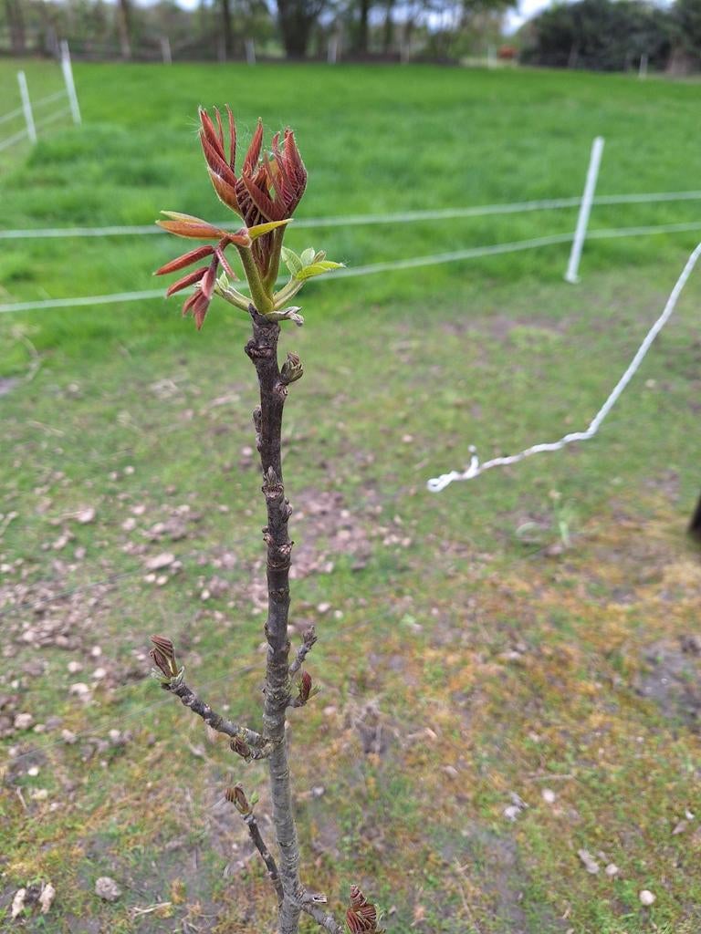 Walnootboom - 110 cm hoog, Tuin en Terras, Planten | Bomen, Ophalen, Overige soorten, 100 tot 250 cm