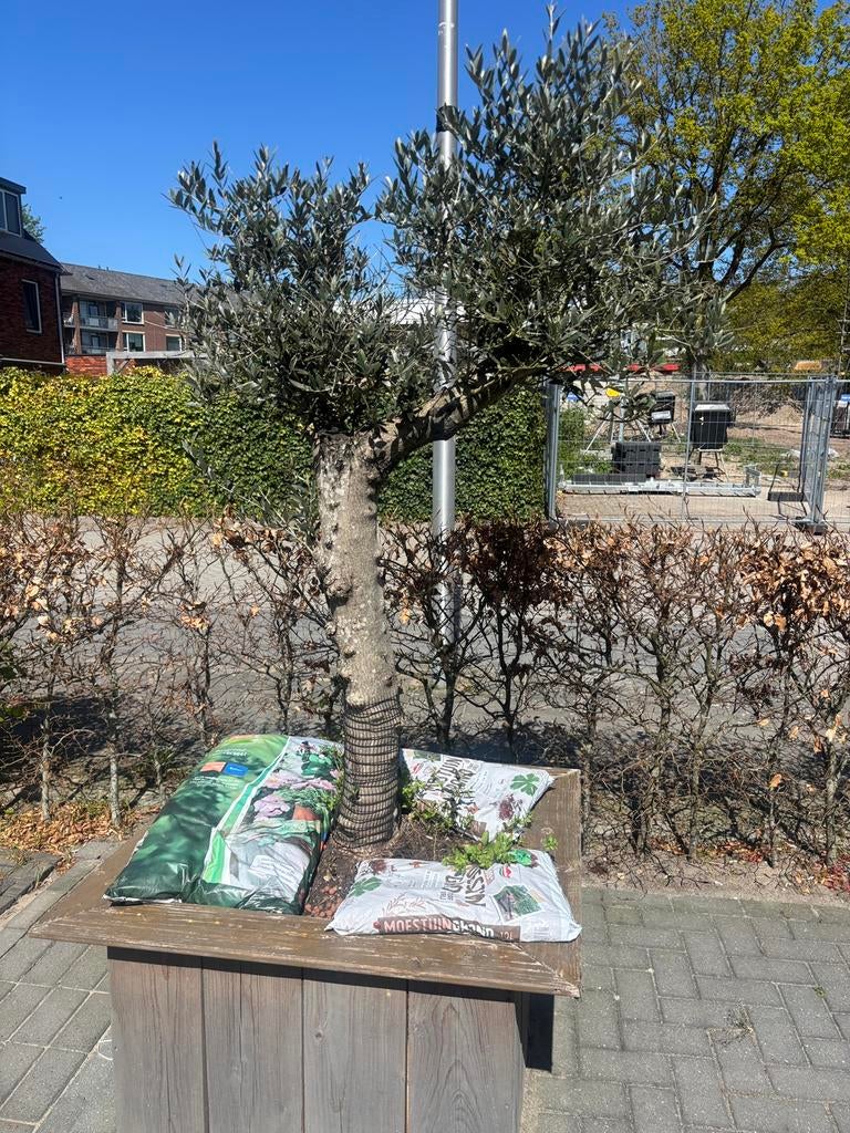 Olijvenboom inclusief haouten plantenbak, Ophalen of Verzenden, Volle zon, Overige soorten, 100 tot 250 cm