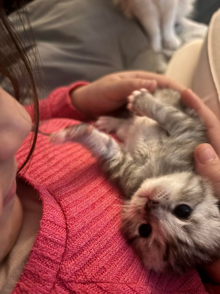 Britse korthaar /ragdoll kittens, Meerdere dieren, 0 tot 2 jaar