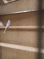 Grasparkiet man, Mannelijk, Parkiet