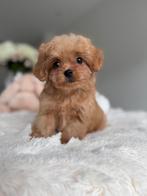 Exclusieve Malltipoo F1 pups (Maltezer / Toy Poedel, Dieren en Toebehoren, Particulier, Overige rassen, 8 tot 15 weken, Buitenland