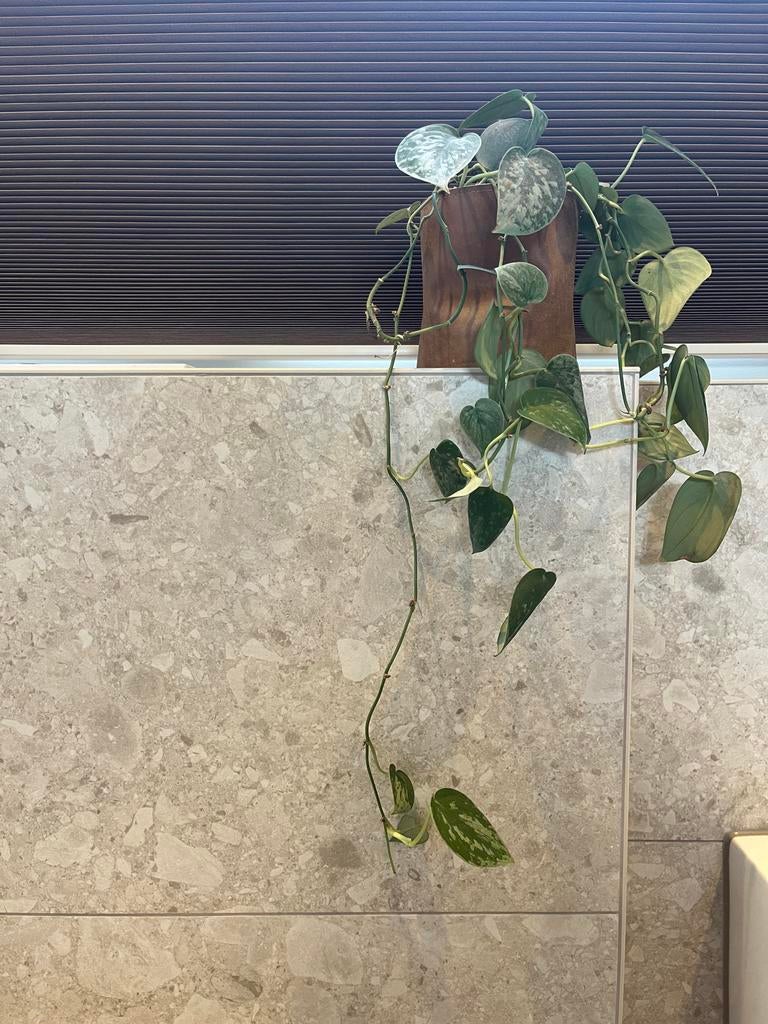 6 wand- of vloertegels 60x60 cm, 2,1 m2, Doe-het-zelf en Verbouw, Tegels, Ophalen, 60 cm of meer, Nieuw, Minder dan 5 m²