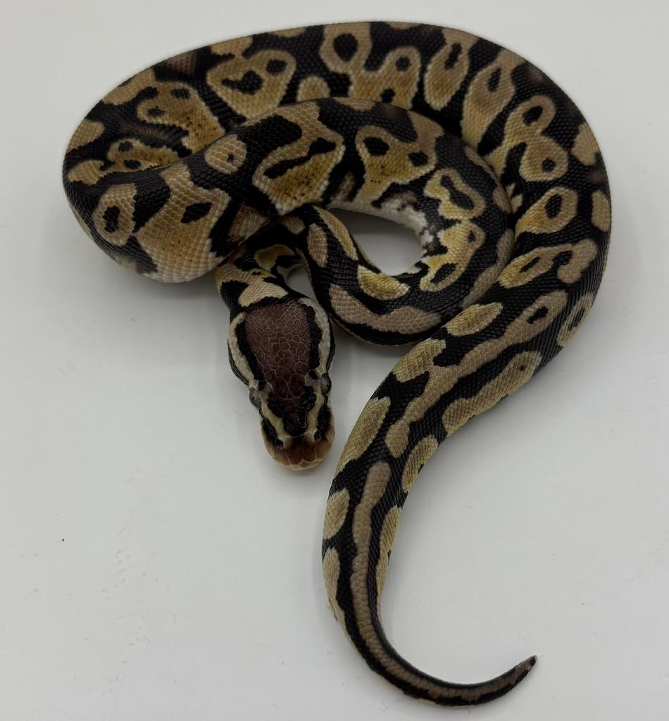 Pastel man koningspython ballpython Ball Python - male for sale from willems