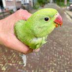 Gezocht baby Halsband parkiet!!!, Dieren en Toebehoren, Vogels | Parkieten en Papegaaien