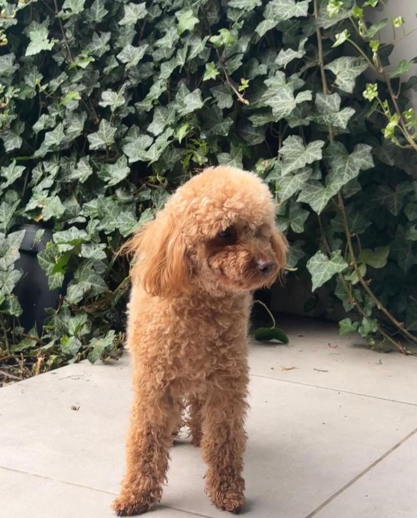 Toypoedel teefje, Poedel, België, Particulier, 1 tot 2 jaar