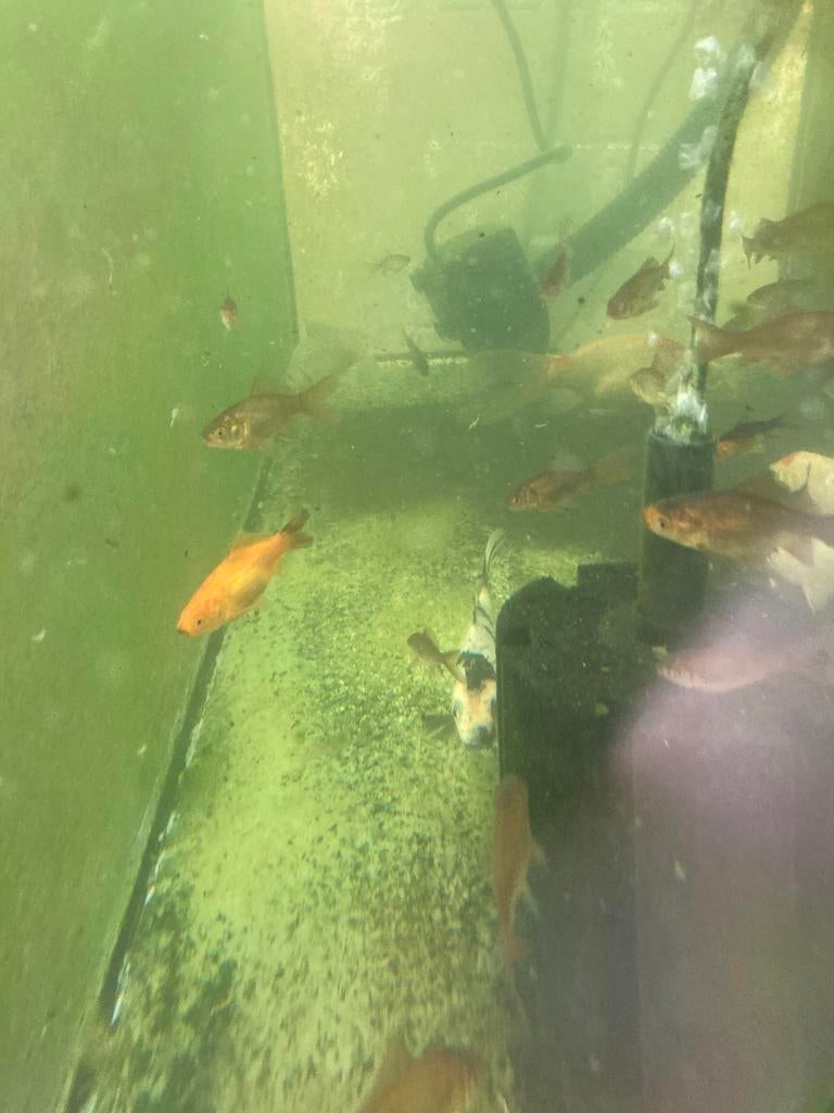 Baby goudvissen 20 voor 20,-, Vis, Zoetwatervis, Schoolvis