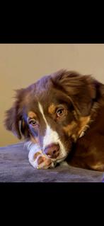 Australian shepherd x border collie, 15 weken tot 1 jaar, Reu, Parvo, Eén hond