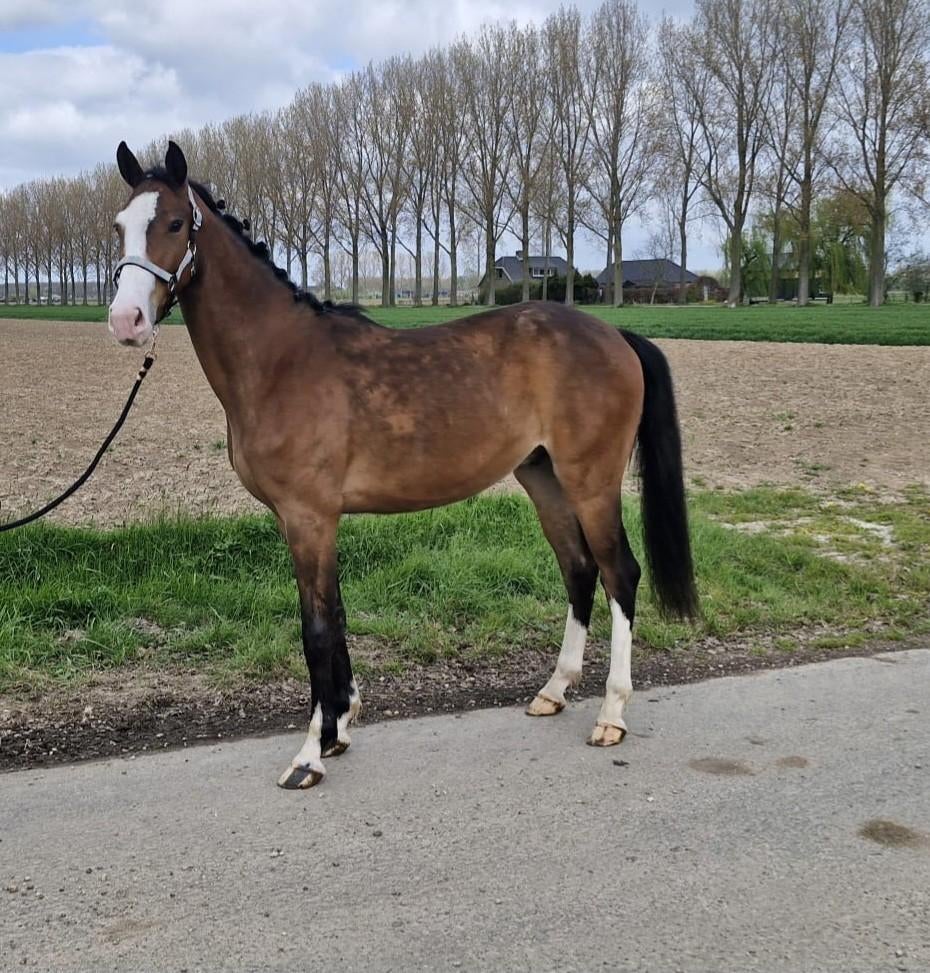 3 jarige ruin, Dieren en Toebehoren, Springpaard, Met stamboom, Ruin, 3 tot 6 jaar