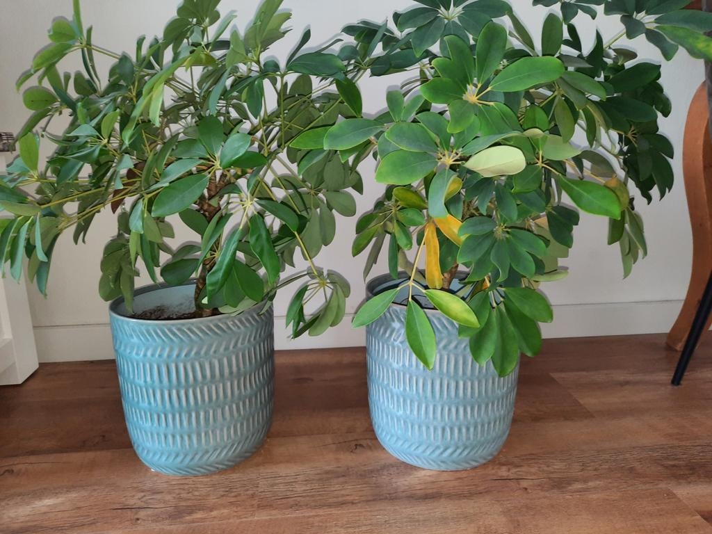 Twee bloempotten met planten in nieuw staat, Tuin en Terras, Bloempotten, Ophalen, Rond, Binnen, Zo goed als nieuw