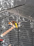 Majoor putter man, Dieren en Toebehoren, Mannelijk, Parkiet